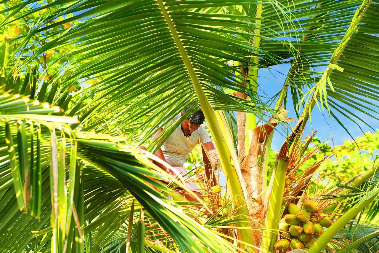 Casa Marari Hotel Mararikulam Bagian luar foto